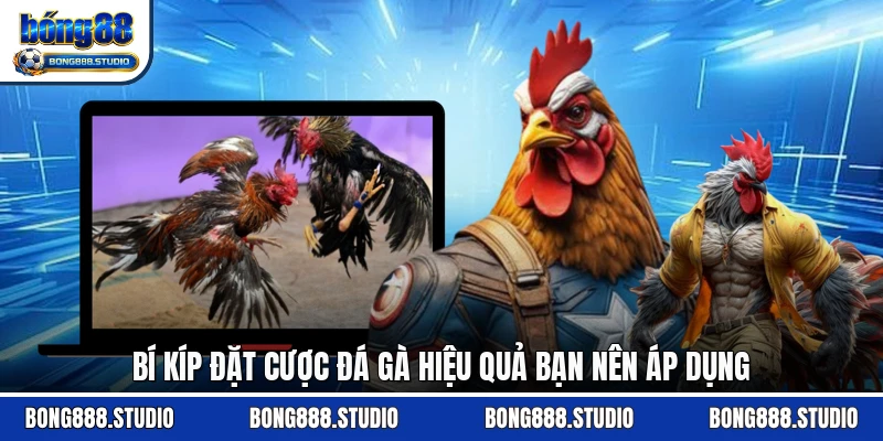 Bí kíp đặt cược đá gà hiệu quả bạn nên áp dụng