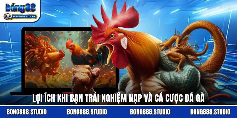 Lợi ích khi bạn trải nghiệm nạp và cá cược đá gà