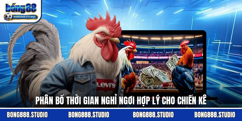 Phân bổ thời gian nghỉ ngơi hợp lý cho chiến kê