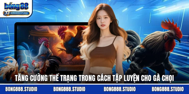 Tăng cường thể trạng trong cách tập luyện cho gà chọi